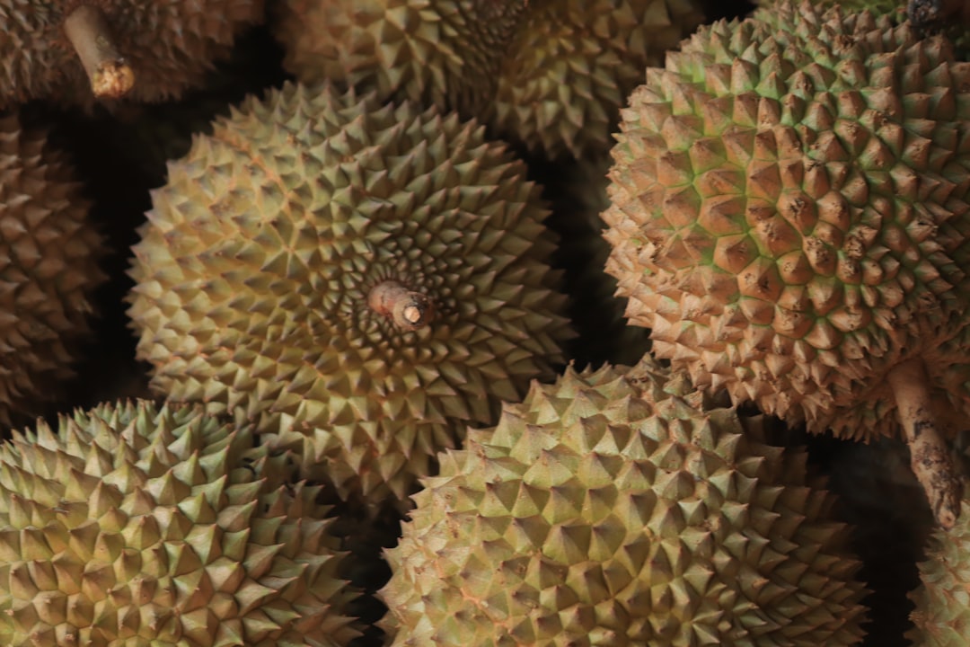 Durian fruit: de stinkende vrucht die je toch wil proeven