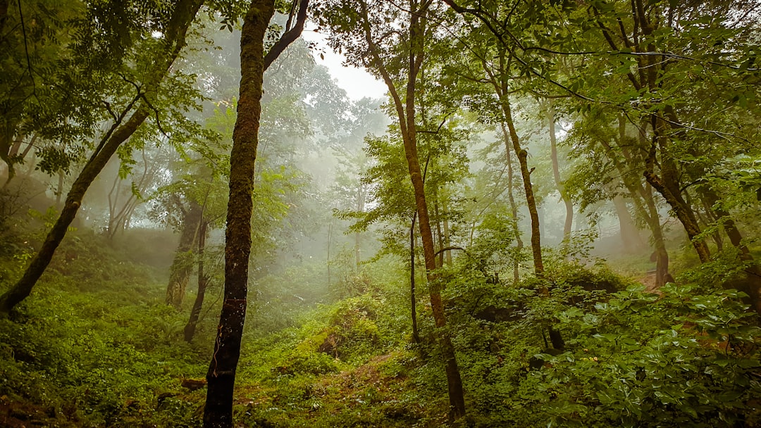 Rainforest trek: diep het oerwoud in en wat je daar tegenkomt