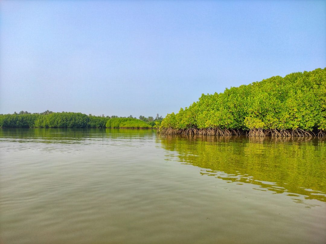 Een mangrove tour: peddelen door een wereld onder de wortels